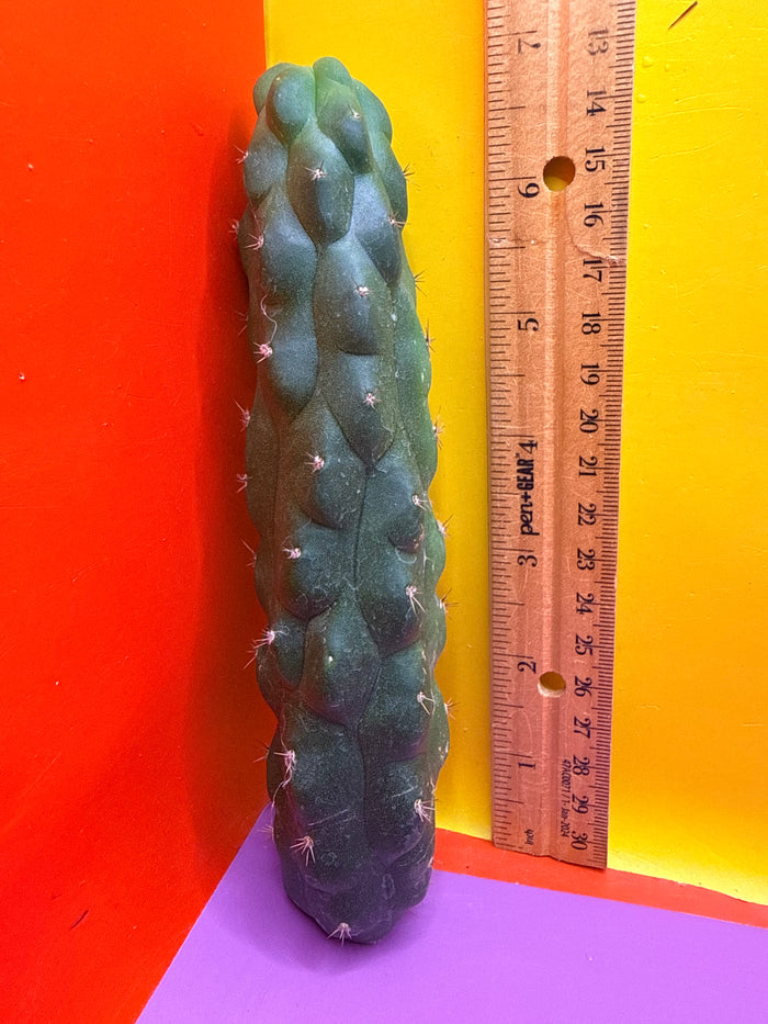 San Pedro weirdo !! - TPM 1