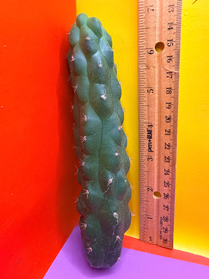 San Pedro weirdo !! - TPM 1
