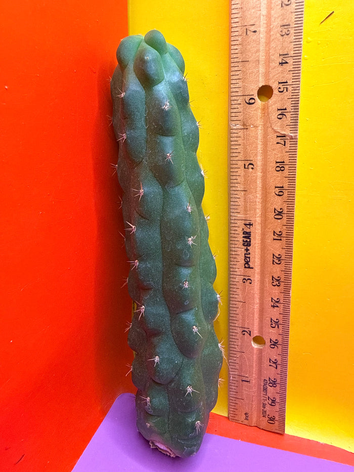 San Pedro weirdo !! - TPM 1
