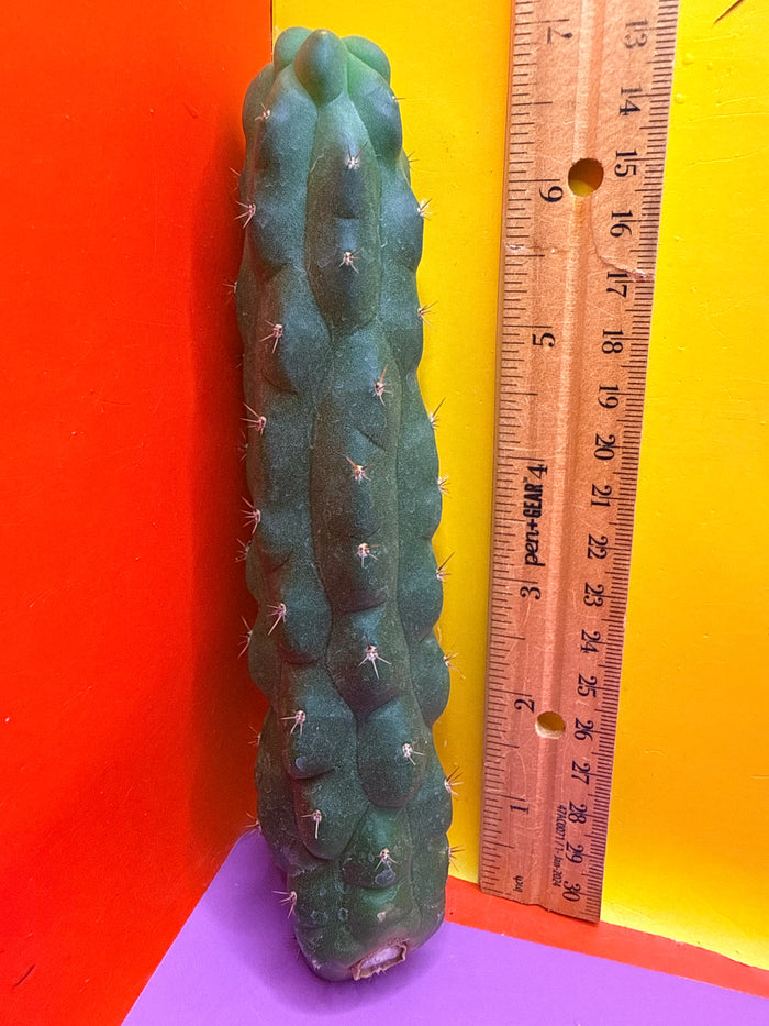 San Pedro weirdo !! - TPM 1