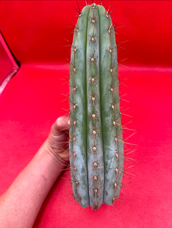 SEEDS OF TRICHOCEREUS SERRA BLUE