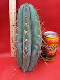 SERRA BLUE San Pedro Cactus ! 4” thick this exact cut!!