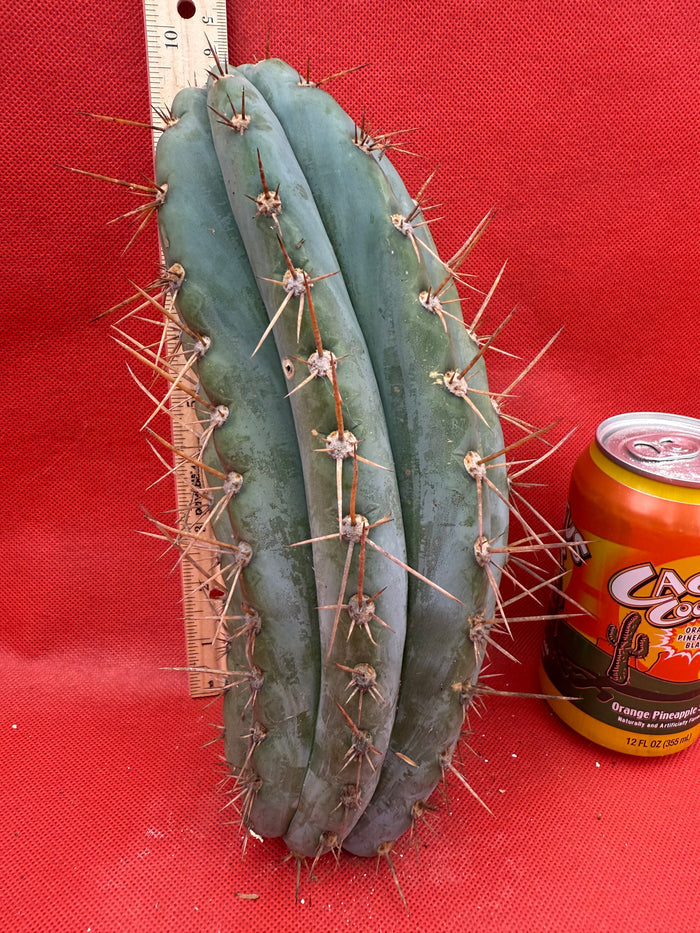 SERRA BLUE San Pedro Cactus ! 4” thick this exact cut!!