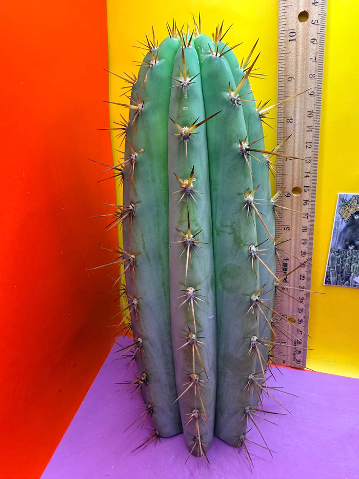 “Serra blue” San Pedro Cactus !