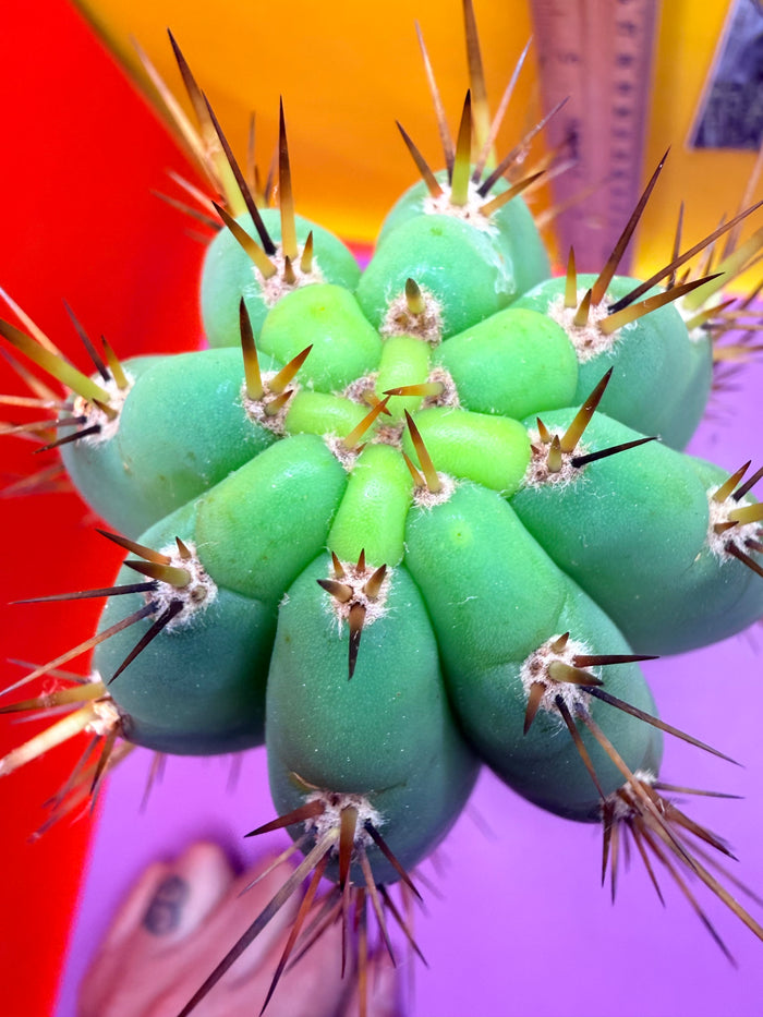 “Serra blue” San Pedro Cactus !