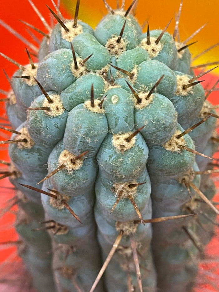 Serra Blue trichocereus cactus cutting (San Pedro )