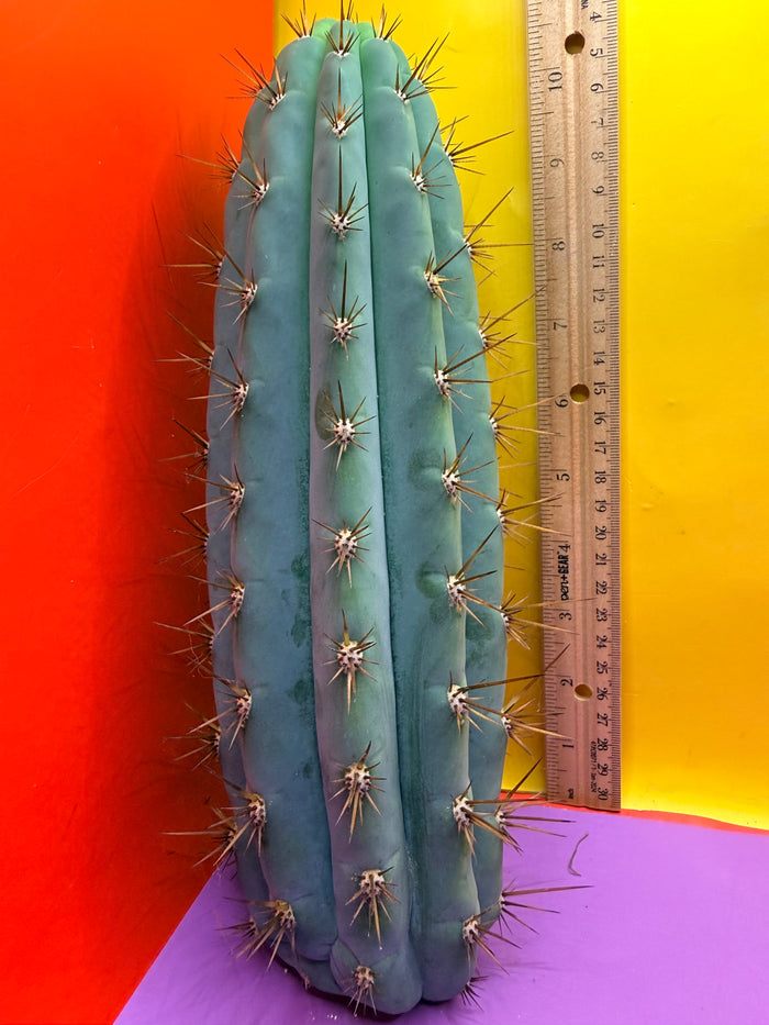 Serra blue