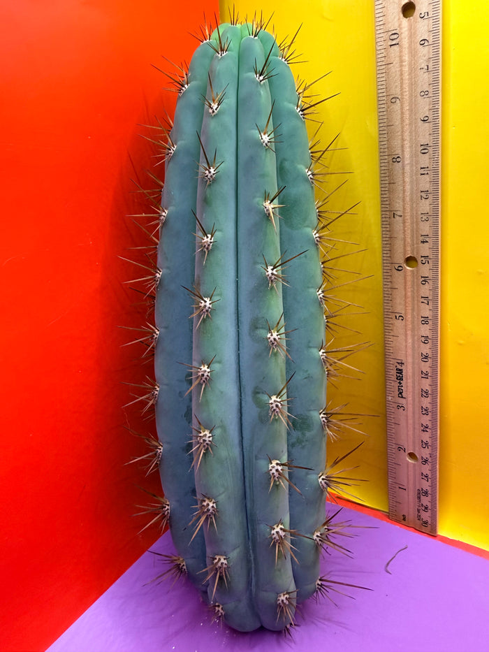 Serra blue