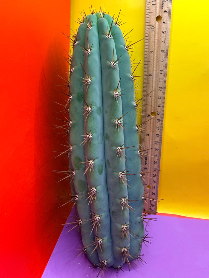 Serra blue