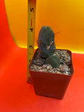 Small CACTUS in 2” pot