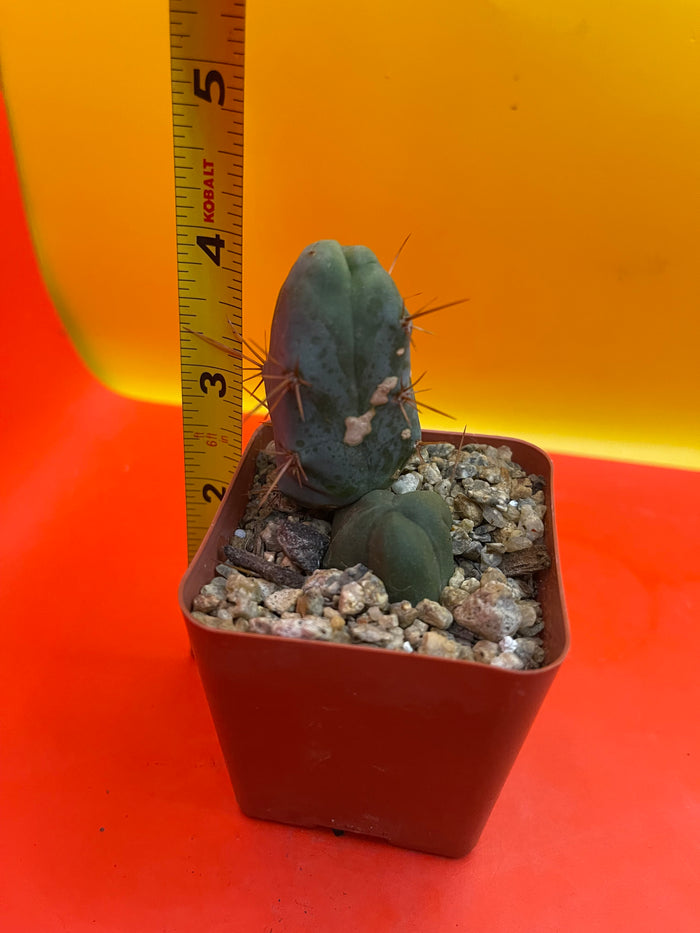 Small CACTUS in 2” pot