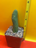 Small potted Tbm