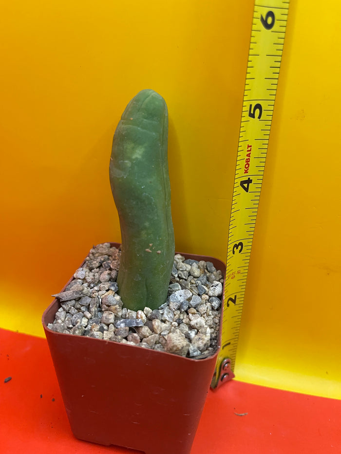 Small potted Tbm