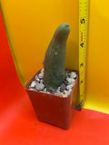 Small Tbm in a pot