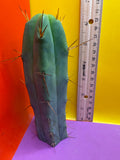 SON OF RON bridgesii