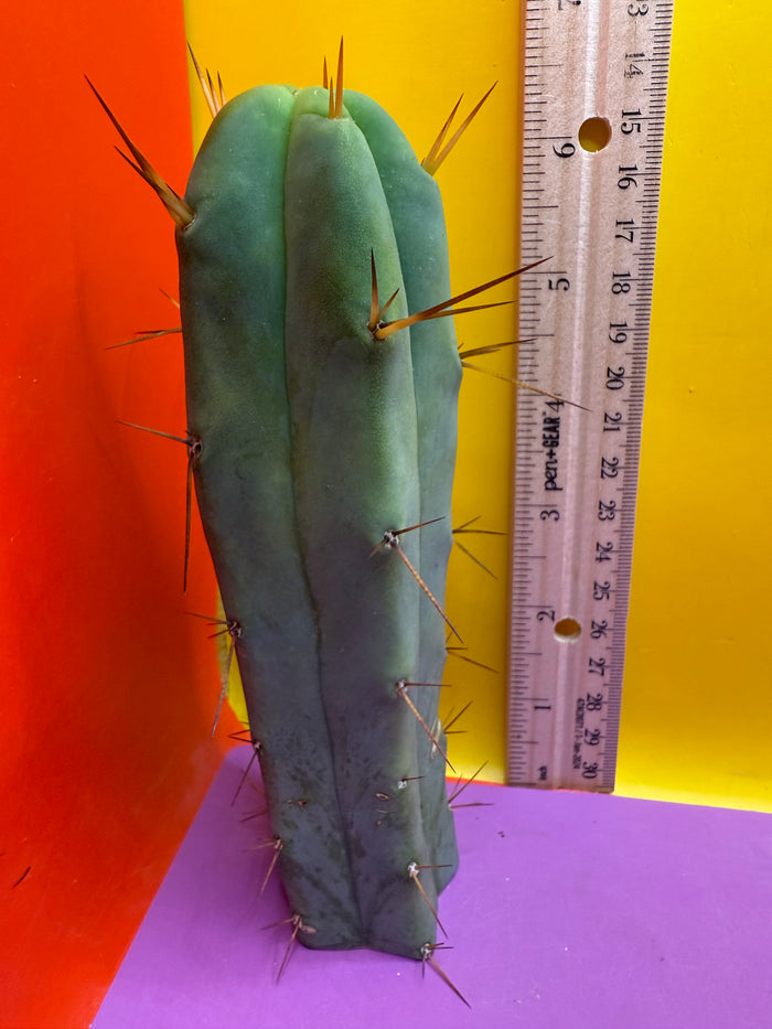 SON OF RON bridgesii