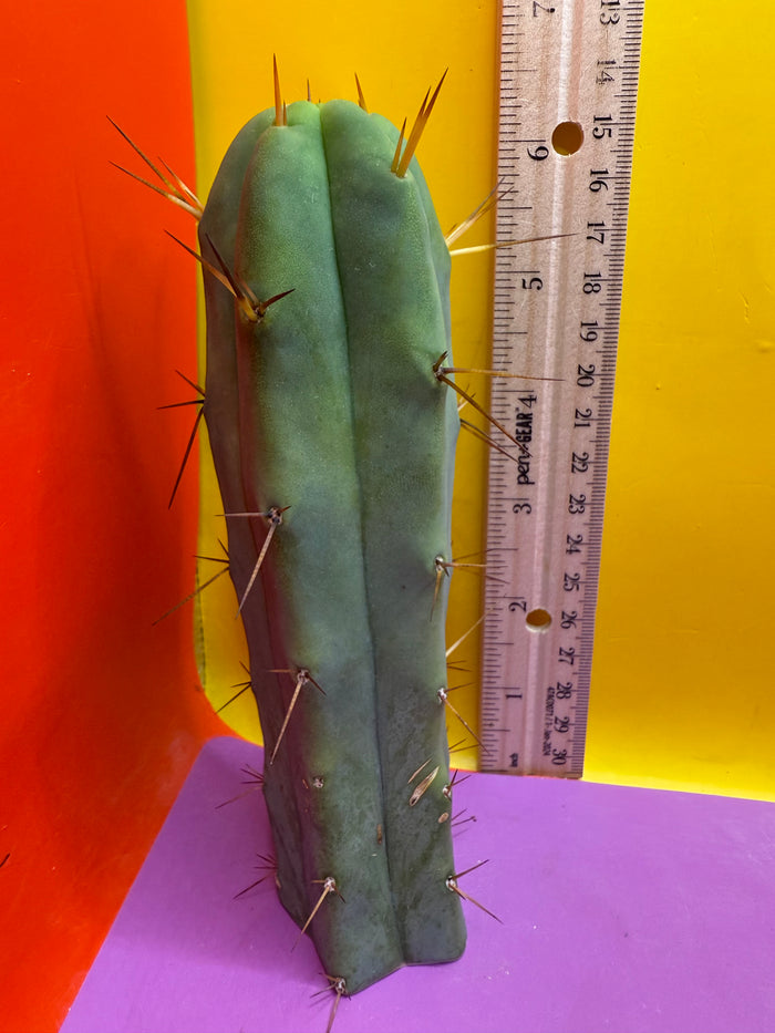 SON OF RON bridgesii
