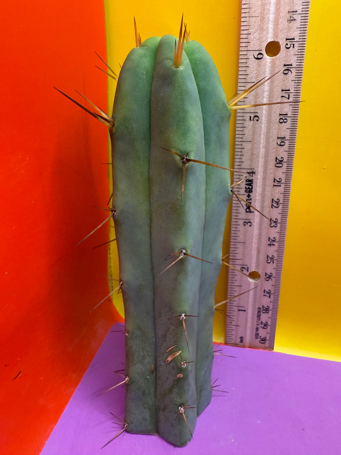 SON OF RON bridgesii