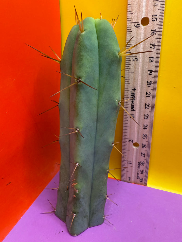 SON OF RON bridgesii
