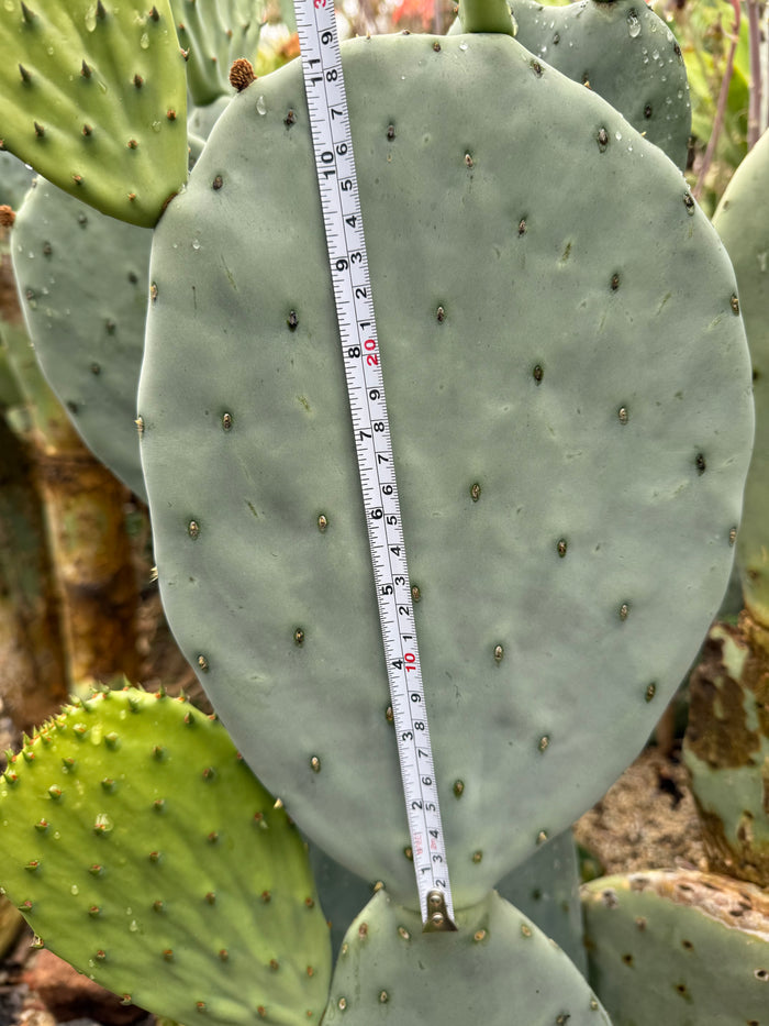Extra-Large