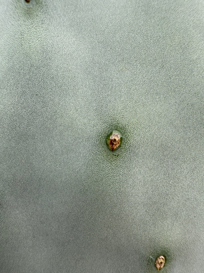 Spineless Opuntia