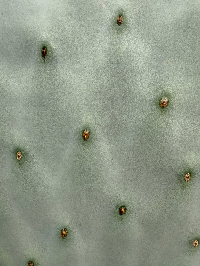 Spineless Opuntia