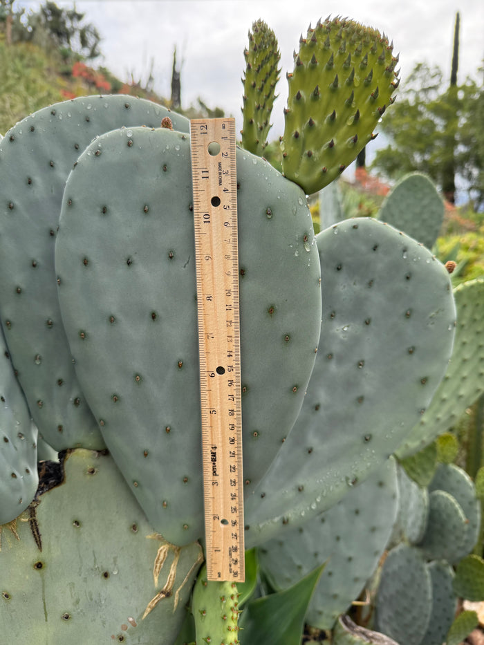 Spineless Opuntia