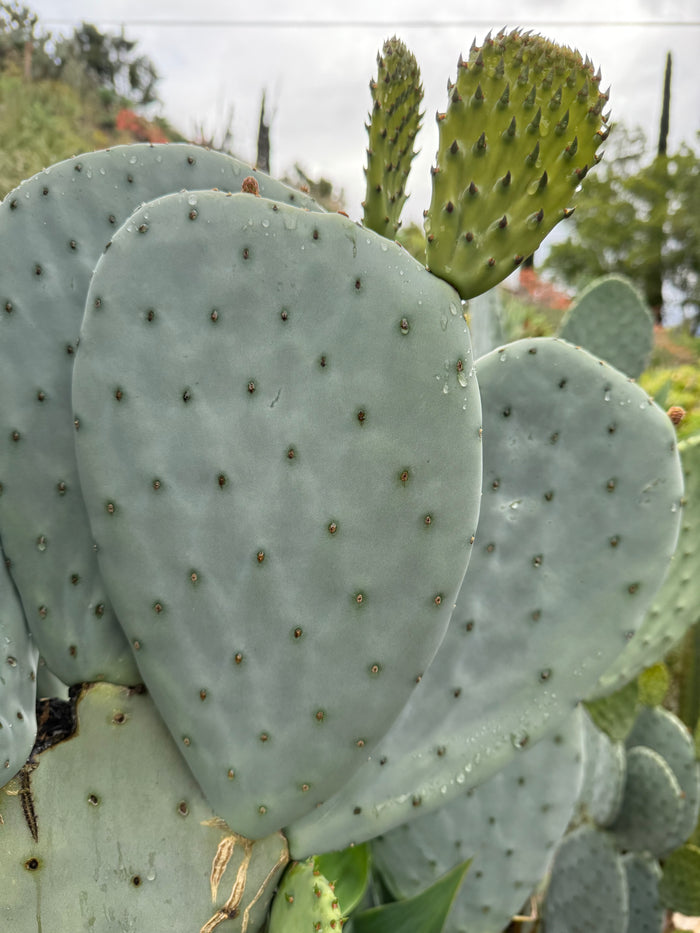 Spineless Opuntia