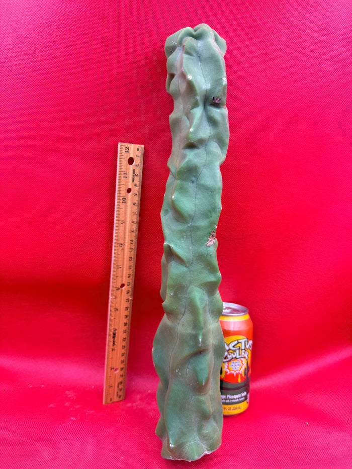 Spineless totem cactus
