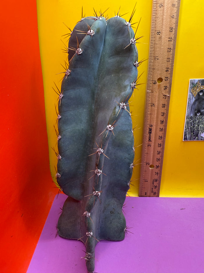 Spiral Cactus !!!