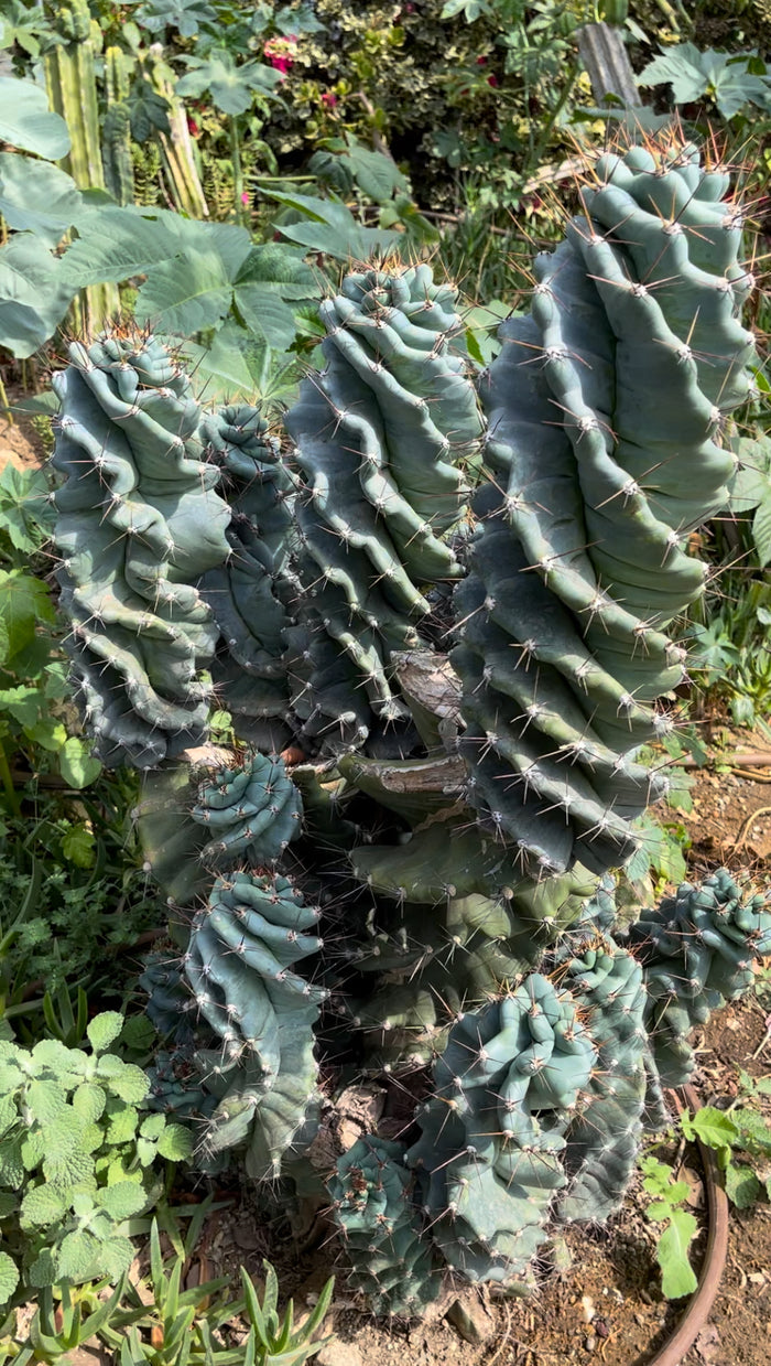 SPIRAL 🌀 CACTUS 🌵!!!