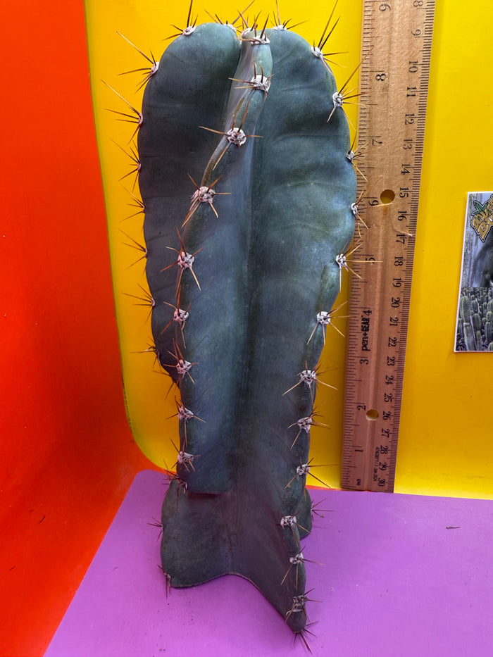 Spiral Cactus !!!