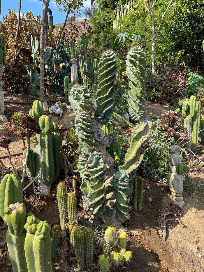 SPIRAL 🌀 CACTUS 🌵!!!