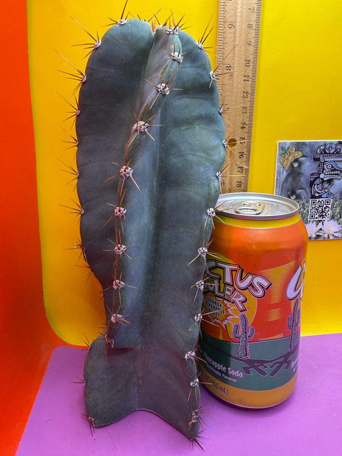 Spiral Cactus !!!