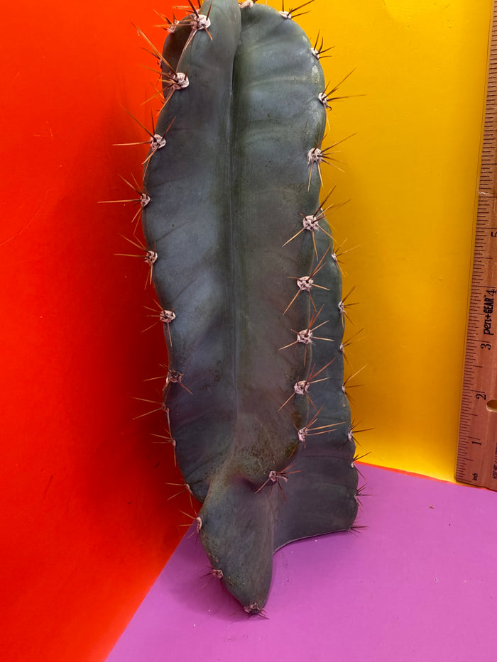 Spiral Cactus !!!