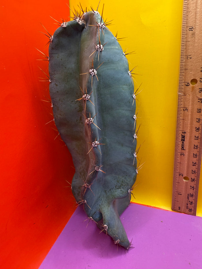 Spiral Cactus !!!