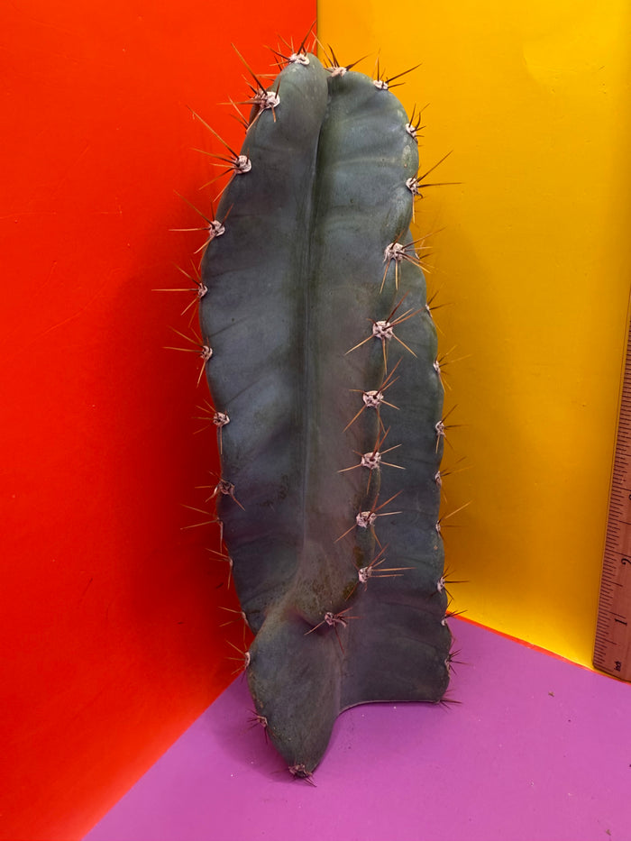 Spiral Cactus !!!