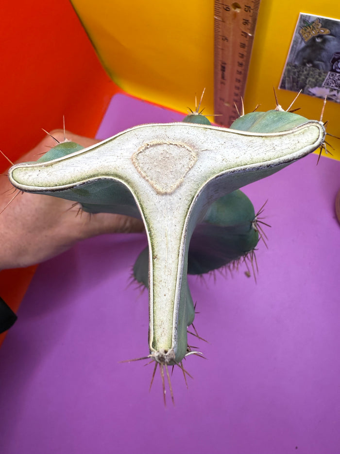 Spiral Cactus !!!