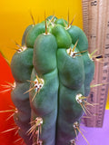 Ss03 cactus cutting