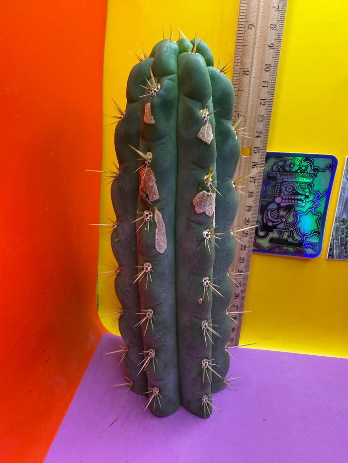 Ss03 cactus cutting