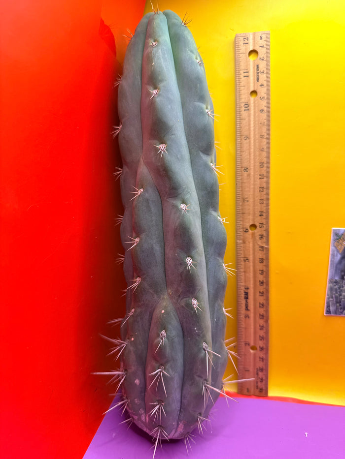 SS03