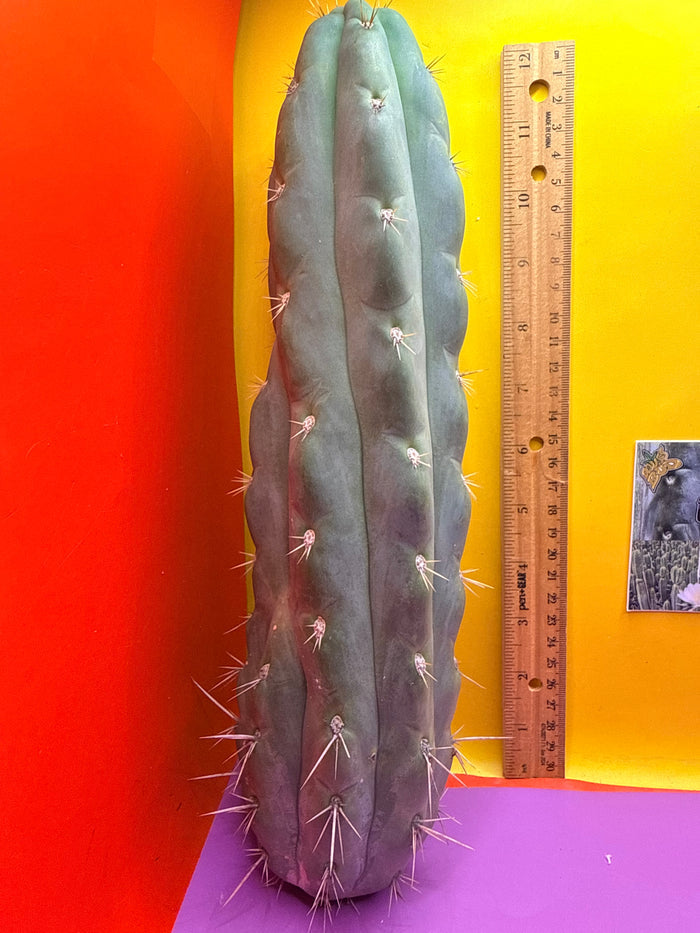 SS03