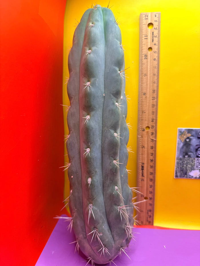 SS03