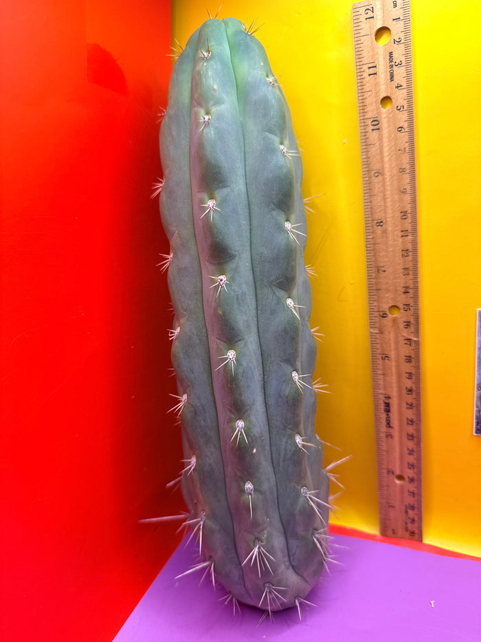 SS03