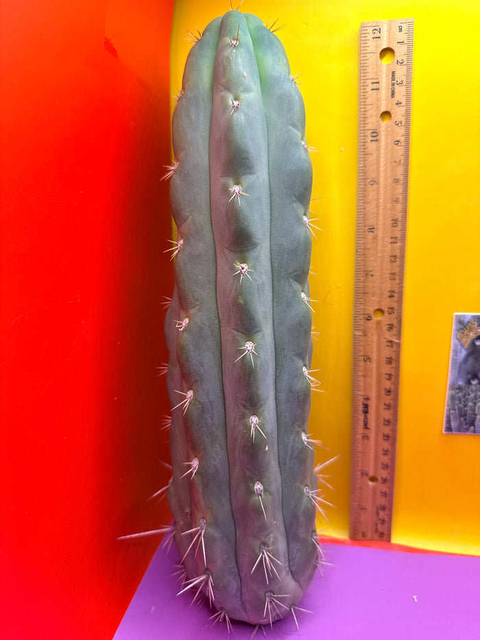 SS03
