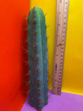 SSO2 - San Pedro Cactus 🌶️ 🌶️
