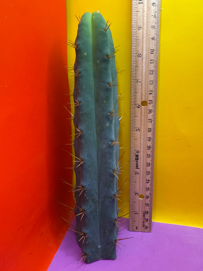SSO2 - San Pedro Cactus 🌶️ 🌶️