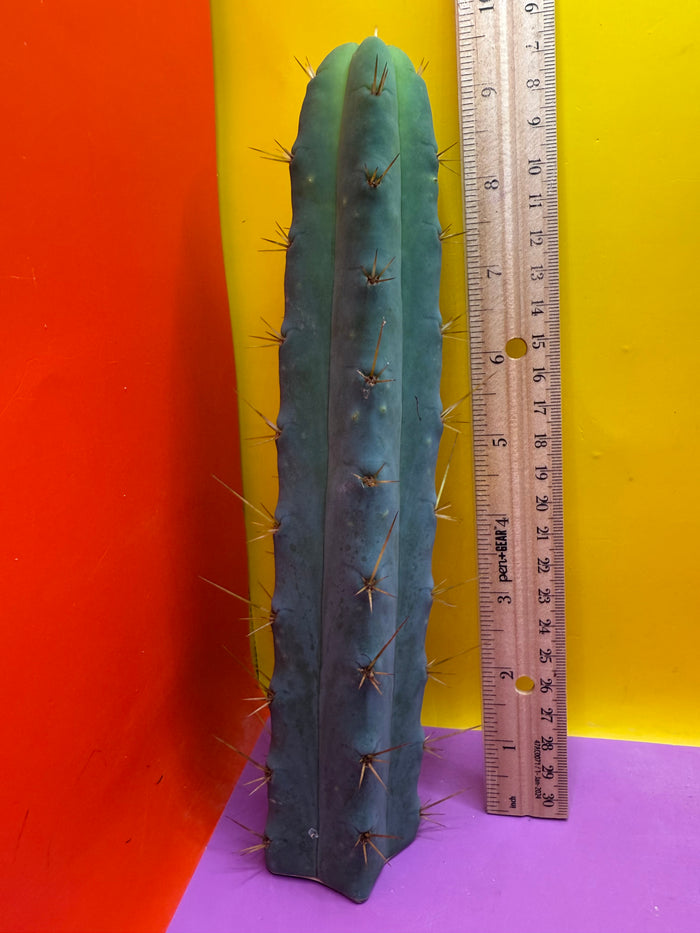 SSO2 - San Pedro Cactus 🌶️ 🌶️