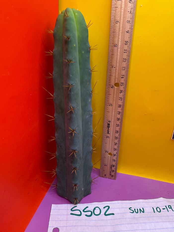 SSO2 - San Pedro Cactus 🌶️ 🌶️