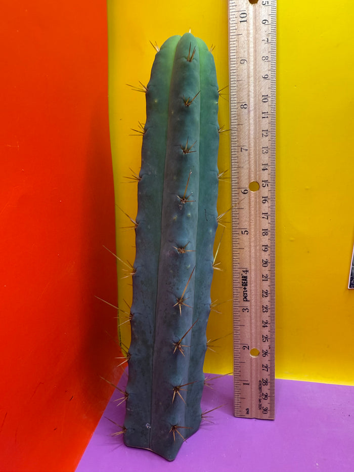 SSO2 - San Pedro Cactus 🌶️ 🌶️